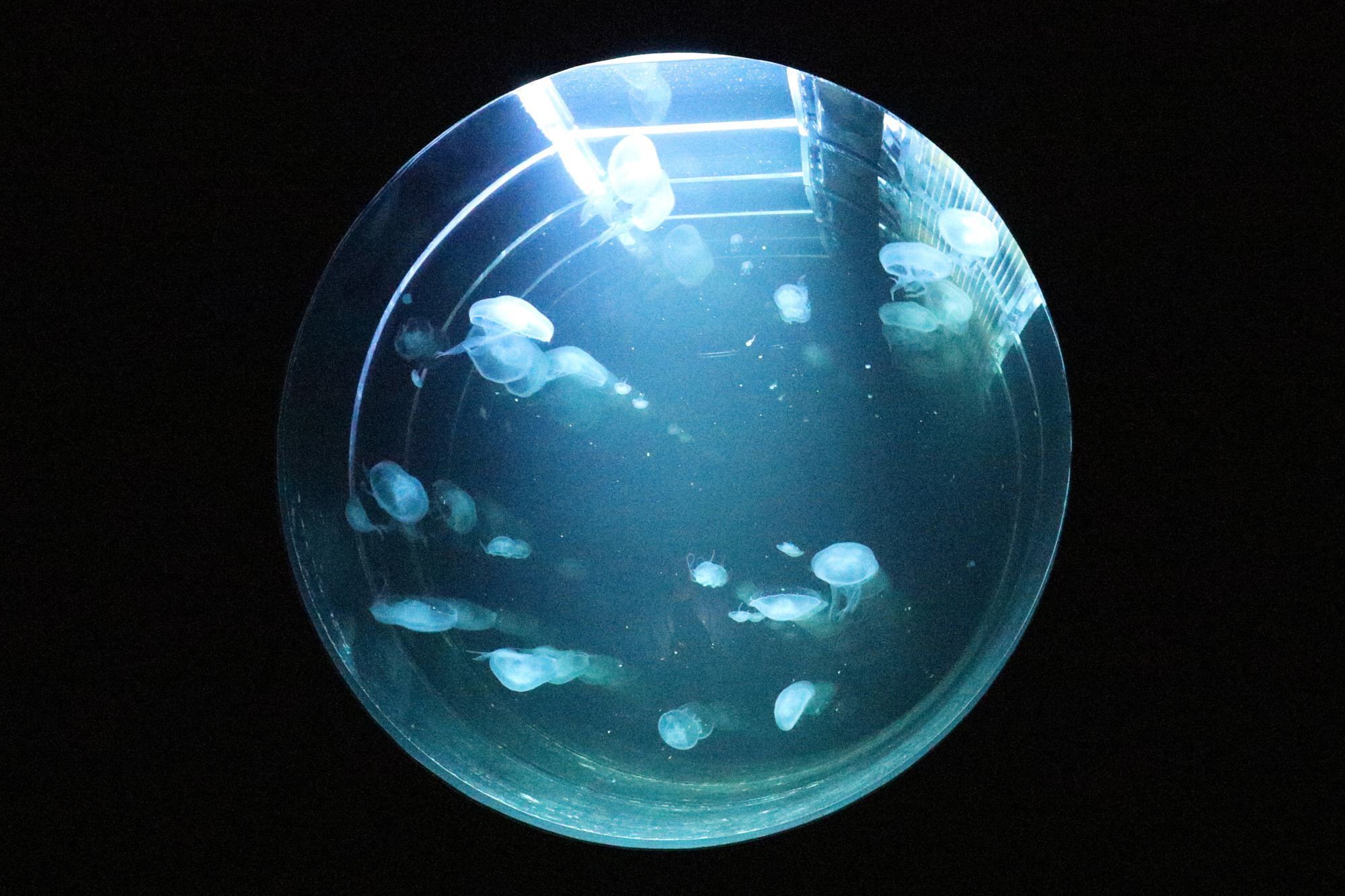 Krab2 cc - проверенный вариант